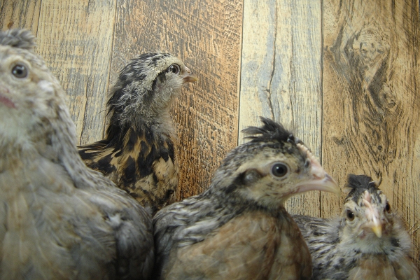 4 Pullet Chicks Week 4
